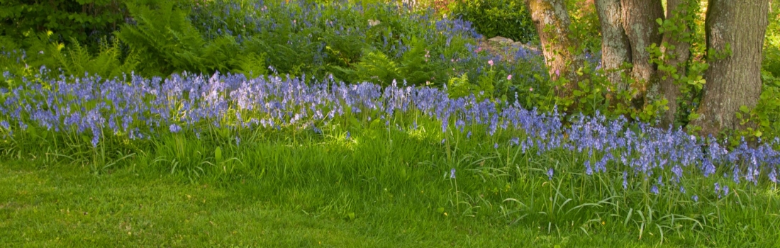 Burrow-Farm-Gardens-Visit-Devon-Holiday-South-west-Axminster-18-Copy-1100x350 Burrow-Farm-Gardens-Visit-Devon-Holiday-South-west-Axminster-18-Copy-1100x350