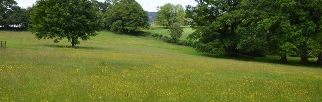 Burrow-Farm-Gardens-Visit-Devon-Holiday-South-west-Axminster-81-1100x350 Burrow-Farm-Gardens-Visit-Devon-Holiday-South-west-Axminster-81-1100x350