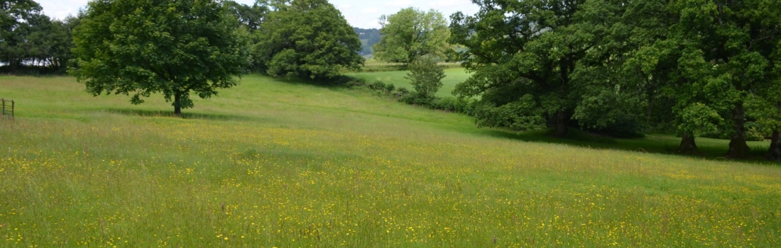 Burrow-Farm-Gardens-Visit-Devon-Holiday-South-west-Axminster-81-1100x350