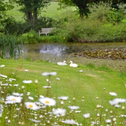 Burrow-Farm-Gardens-10-Pond-or-wildlife-Medium-1024x681