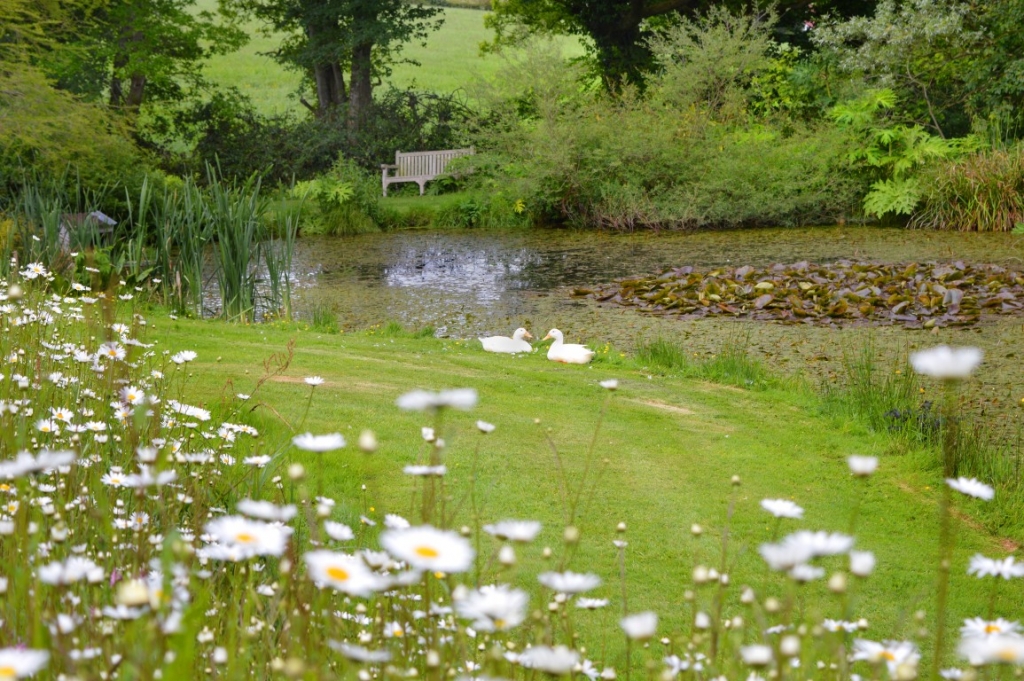 Burrow-Farm-Gardens-10-Pond-or-wildlife-Medium-1024x681 Burrow-Farm-Gardens-10-Pond-or-wildlife-Medium-1024x681