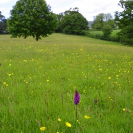 Burrow-Farm-Gardens-11-wild-flower-meadow-Medium-1024x681