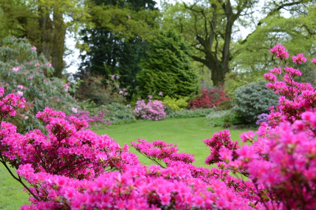 Burrow-Farm-Gardens-6-Woodland-Medium-1024x681 Burrow-Farm-Gardens-6-Woodland-Medium-1024x681