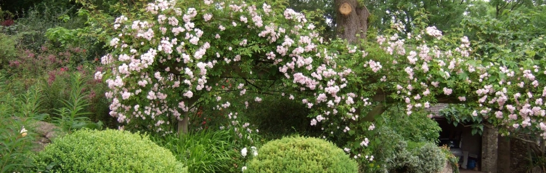 Burrow-Farm-Gardens-Visit-Devon-Holiday-South-west-Axminster-5-Copy-1100x350 Burrow-Farm-Gardens-Visit-Devon-Holiday-South-west-Axminster-5-Copy-1100x350